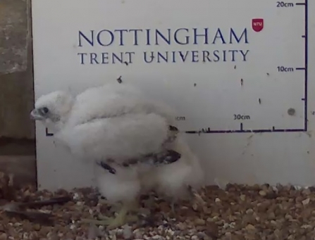 Solo Falcon Chick Connects Thousands With Nature During Lockdown ...